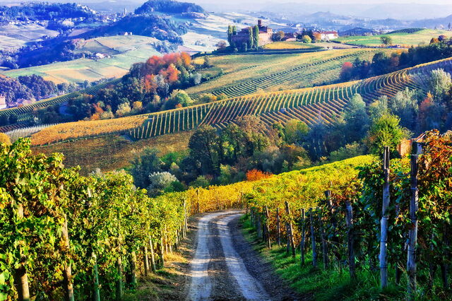 Piedmont, wijngaarden