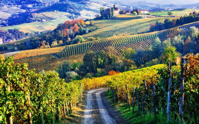 Piedmont, wijngaarden