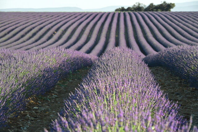 Lavendel in Provence