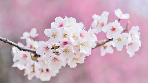 Kersenbloesems