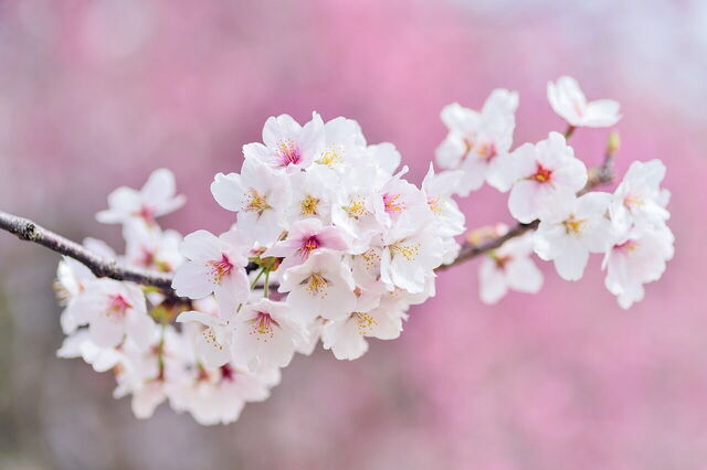 Kersenbloesems