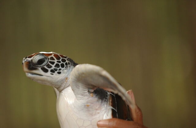 Een baby karetschildpad