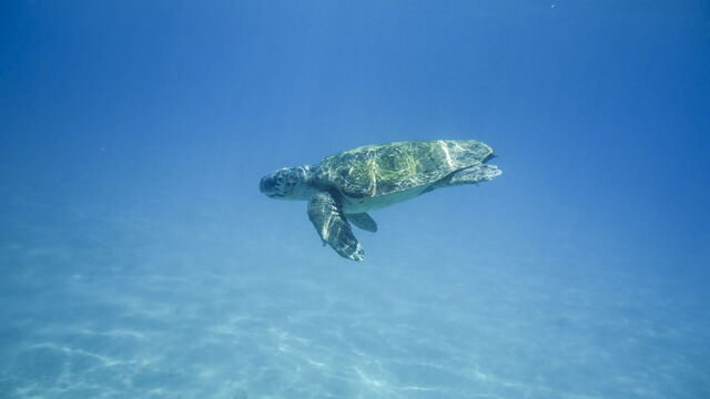 Een karetschildpad op Zakynthos