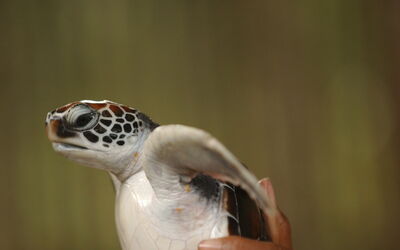 Een baby karetschildpad