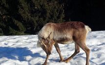 Foto ingevoerd door een huurder van Le Plan des Reines