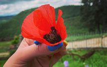 Foto ingevoerd door een huurder van Fattoria Il Monte