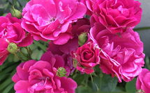 Foto ingevoerd door een huurder van La Chaumière