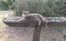 Foto ingevoerd door een huurder van Val di Coreto