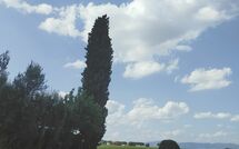 Foto ingevoerd door een huurder van Villa Il Cedro