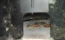 Foto ingevoerd door een huurder van Patrizierhaus Roncaioli