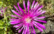 Foto ingevoerd door een huurder van Selva degli Ulivi