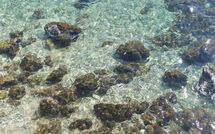 Foto ingevoerd door een huurder van Poreč Kaštelir 629