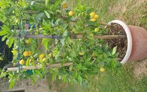 Foto ingevoerd door een huurder van Batticapo di Ilaria