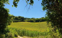 Foto ingevoerd door een huurder van Gabicce Mare 603