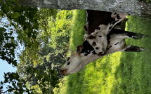 Foto ingevoerd door een huurder van Les Prés Rousselins