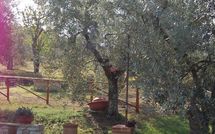 Foto ingevoerd door een huurder van San Romolo