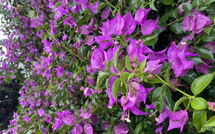 Foto ingevoerd door een huurder van Can Pedro