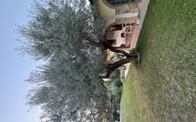 Foto ingevoerd door een huurder van Villa Il Cipresso