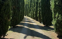 Foto ingevoerd door een huurder van Podere Valcellino