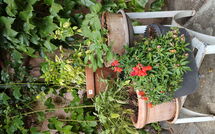 Foto ingevoerd door een huurder van Dei Ciliegi