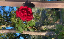 Foto ingevoerd door een huurder van La Casina del Bosco