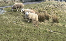 Foto ingevoerd door een huurder van Daisy Cottage