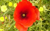 Foto ingevoerd door een huurder van Paradiso