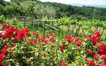 Foto ingevoerd door een huurder van Fattoria Buonconvento