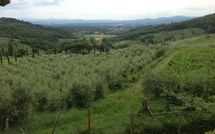 Foto ingevoerd door een huurder van Montescalari