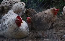 Foto ingevoerd door een huurder van Casa Ivan