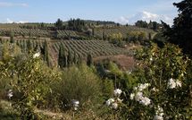 Foto ingevoerd door een huurder van Borghetto