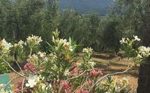 Foto ingevoerd door een huurder van Al Seminario