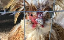 Foto ingevoerd door een huurder van Rocca di Cetona