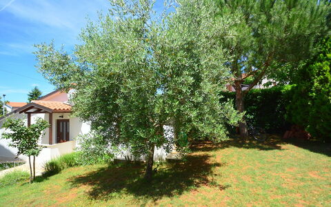 Dunja: Boom, Eigendom, Fabriek, Woody Plant, Onroerend Goed, Huis, Huis, Land Lot, Bloem, Struik