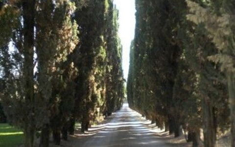 Borgo Santinovo: Boom, Weg, Doorgang, Rijbaan, Licht, Woody Plant, Biome, Fabriek, Bosje