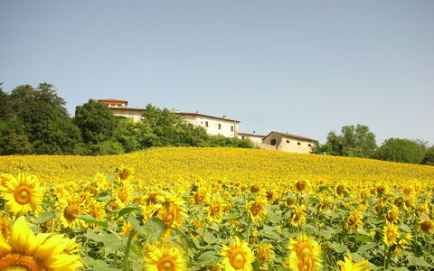 Villa Del Conte: Bloem, Zonnebloem, Bloeiende Plant, Veld, Geel, Fabriek, Lucht, Natuurlijk Landschap, Zonnebloem, Plantage