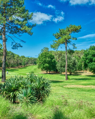 Marina de Talaris: Woody Plant, Tuin, Plantage, Park, Botanische Tuin, Landscaping, Evergreen