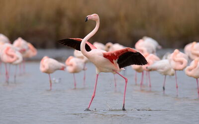 Port Camargue 115