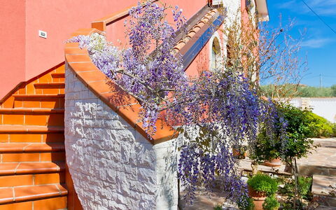 Majda: Muur, Lavendel, Bloem, Fabriek, Purper, De Lente, Boom, Architectuur, Onroerend Goed, Huis