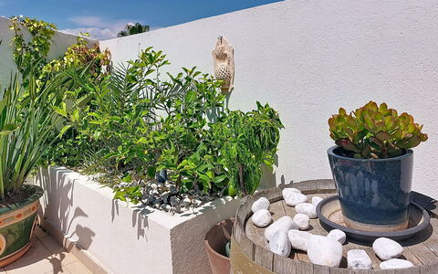 Fréjus 540: Bloempot, Kamerplant, Tuin, Kruid, Vaas, Binnenplaats