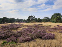 Voorthuizen 510