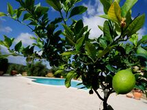 Charming Estate Decimo Dini