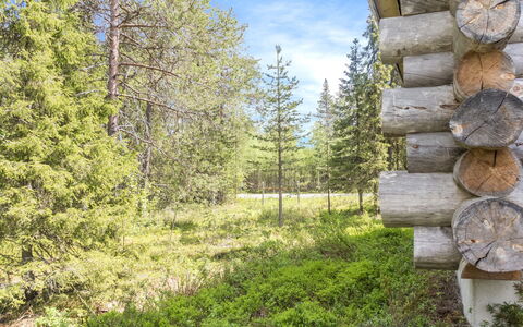 Costa Ruca: Boom, Natuurlijke Omgeving, Hout, Natuurlijk Landschap, Woud, Wildernis, Plantengemeenschap, Trunk, Bos