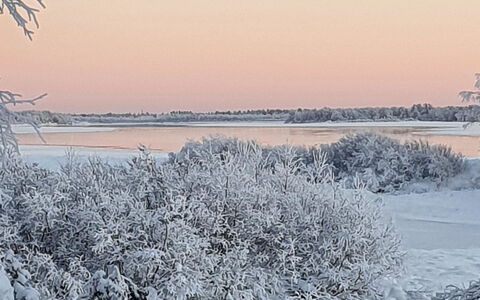 Pikkupöllö: Winter, Afdeling, Sneeuw, Natuurlijk Landschap, Takje, Freezing, Vorst, Ijs
