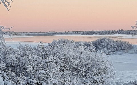 Pikkupöllö: Winter, Afdeling, Sneeuw, Natuurlijk Landschap, Takje, Vorst, Freezing, Ijs