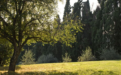 Villa Dorella Di Montaperti: Boom, Natuurlijk Landschap, Natuur, Groen, Vegetation, Gras, Natuurlijke Omgeving, Lucht, Zonlicht, Licht
