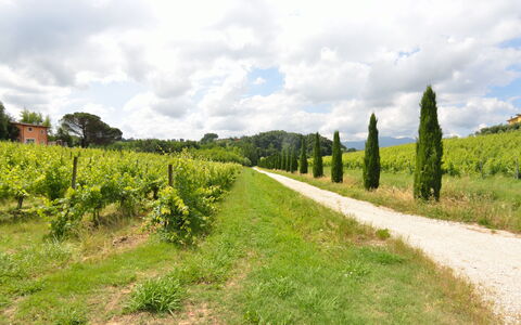Il Sogno Tra i Vigneti: Natuur, Land Lot, Groen, Vegetation, Natuurlijk Landschap, Natuurlijke Omgeving, Boom, Veld, Lucht, Gras