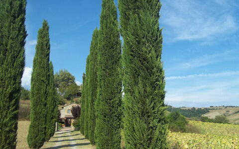 Podere Agnese: Boom, Thuya, Woody Plant, Fabriek, Biome, Red Juniper, Struik, Cypress Family, River Juniper, Naaldboom