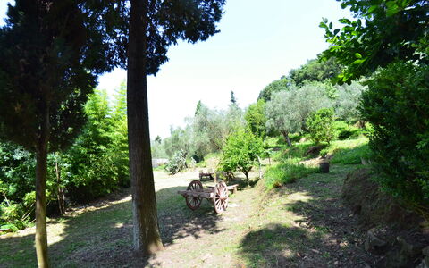 Collina Lagomare: Natuur, Vegetation, Boom, Natuurgebied, Natuurlijke Omgeving, Biome, Trail, Gras, Plantkunde, Tuin