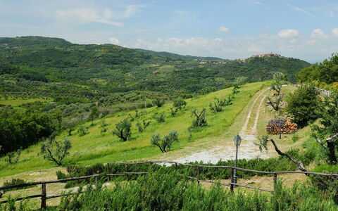 Podere dei Venti: Vegetation, Groen, Heuvel, Natuurlijk Landschap, Landelijk Gebied, Natuurgebied, Hoogland, Boom, Weg, Gras